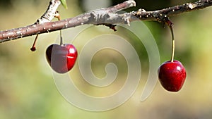 Two fresh cherries hanging at branch