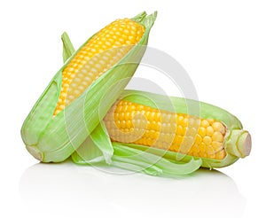Two fresh corn cobs isolated on white background