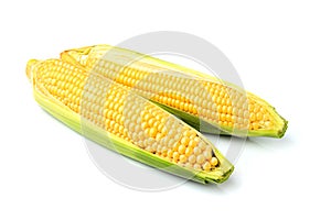 Two fresh corn cobs isolated.