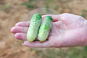 Two fresh cucumbers in woman`s hand. freshly harvested crop