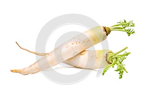 Two fresh daikon radish isolated on the white