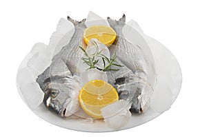 Two fresh dorado fish with ice and lemon on a plate