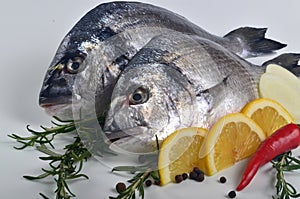 Two Fresh Dorado fish with lemon, onion and rosemary on white background