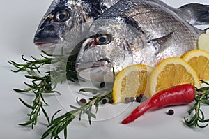 Two Fresh Dorado fish with lemon, onion and rosemary on white background