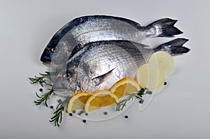 Two Fresh Dorado fish with lemon, onion and rosemary on white background