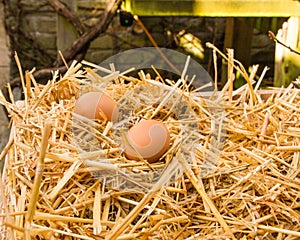Two fresh eggs are in the sunlight in the strow