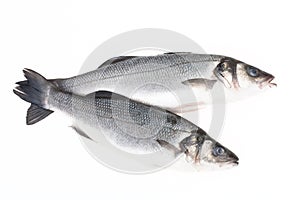 Two fresh fish on a light background