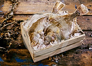 Two fresh flatfish displayed in a crate of ice photo