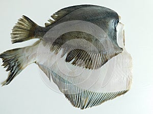 two fresh flounders, large and small, before cooking