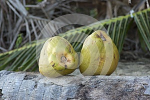 Two fresh green coconuts