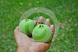 Two of fresh green Indian oak fruit in hand