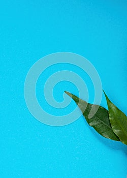 Two fresh green leaves on a blue background, advertising space