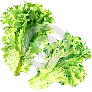 Two fresh green lettuce salad leaves isolated, watercolor illustration on white