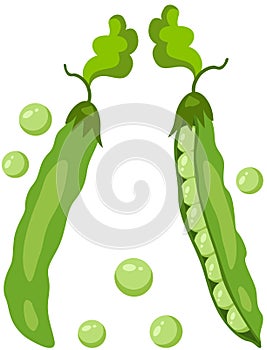 Two fresh green pod with peas