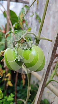 two fresh growing green tomatoes