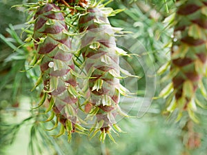 Two fresh healthy green pine tree cone