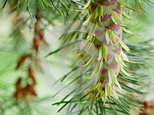 Two fresh healthy green pine tree cone