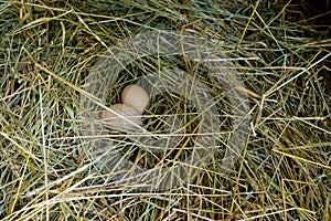 Two fresh Ñhicken eggs in the straw nest. Easter theme