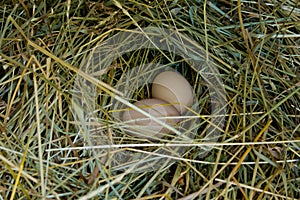 Two fresh Ñhicken eggs in the straw nest. Easter theme