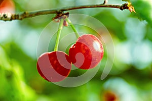 Two fresh juicy ripe cherries on a branch outdoors close-up. Beautiful cherry on a light green natural summer background