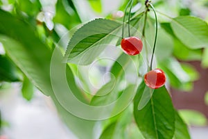 Two fresh juicy ripe cherries on a branch outdoors close-up macro with copy space. Beautiful cherry on a light green natural