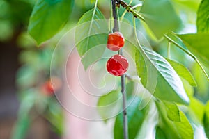 Two fresh juicy ripe cherries on a branch outdoors close-up macro with copy space. Beautiful cherry on a light green natural