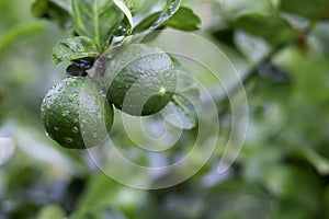 Two fresh lemons on the tree and moisturize with water