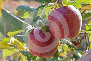 Two fresh natural organic ripe Red Heirloom Delicious organic apples on branches in an apple tree, healthy vegetarian