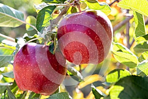 Two fresh natural organic ripe Red Heirloom Delicious organic apples on branches in an apple tree, healthy vegetarian