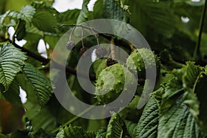 Two fresh new conkers hanging on a horse chestnut