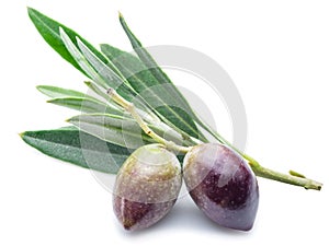 Two fresh olives with leaves on the white.