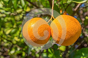 Two fresh oranges hanging at orange tree