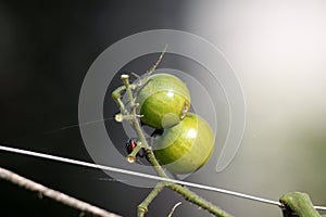 Two fresh organic green cherry tomatoes growing on single vine with small bug and cobweb planted in local home garden