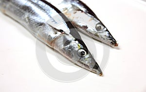 Two fresh pacific saury fishes