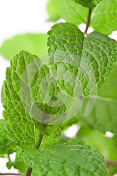 Two fresh peppermint leaves rotated towards one another macro