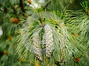 Two fresh pine tree cone