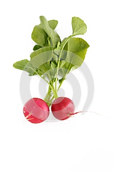 Two fresh radishes without leaves.