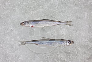 Two fresh raw smelt fish on white ice top view