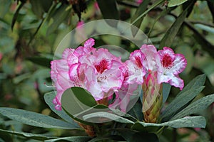 Two fresh rhododendron flowers.