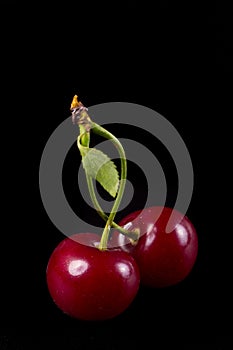 Two fresh ruby cherries
