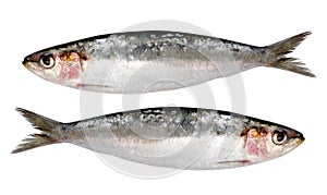 Two fresh sardines isolated