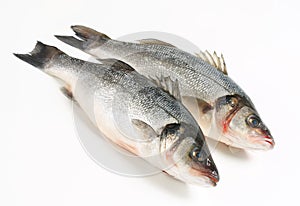 Two fresh sea bass fish