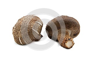 Two fresh shiitake mushroom