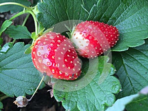Two fresh strawberries on the plant photo