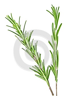 Two fresh twigs of rosemary on white background