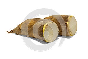 Two fresh whole winter bamboo shoots isolated on white background