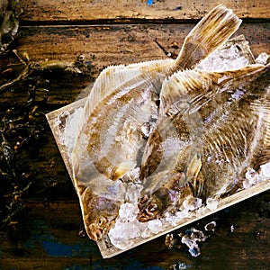 Two freshly caught flatfish in a crate of ice photo