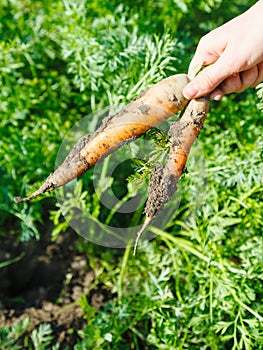 Two freshly picked carrots in hand