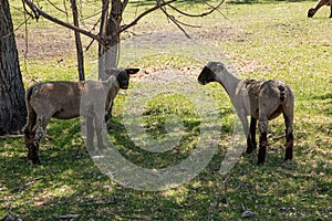 Two Sheared Sheep photo