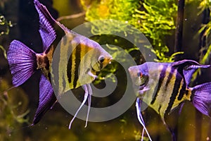 Two freshwater angelfishes looking at each other, popular aquarium pets, tropical fish from the amazon basin